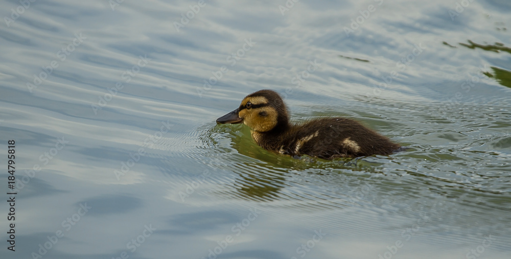 photo of a mallard duckling swimming with reflection in the water