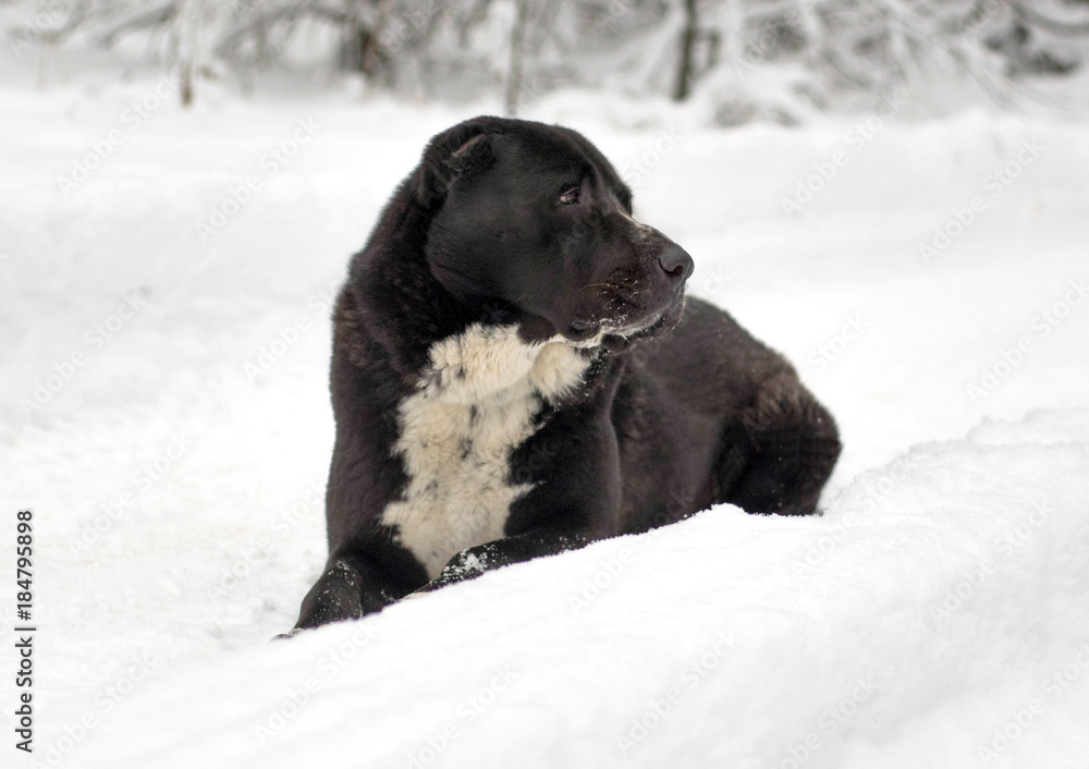 Caucasian Shepherd Dog puppies playing snow.