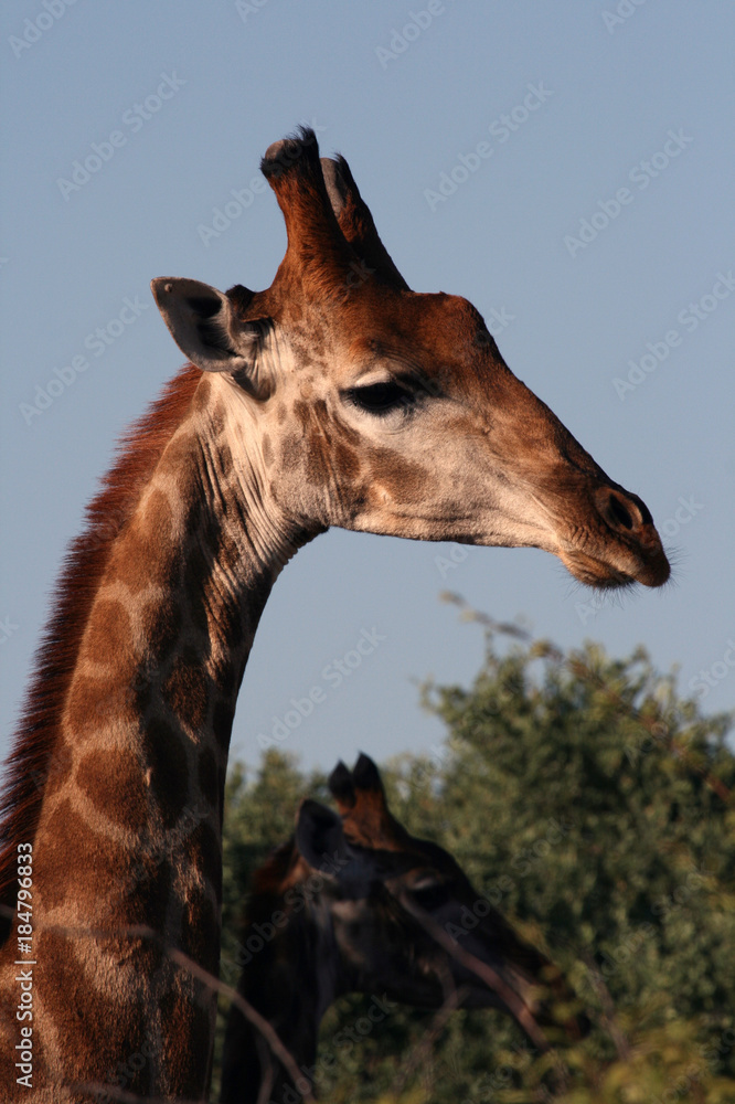 Obraz premium Giraffe turned her head to the right. South Africa