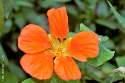rot orange Blume auf Madeira © sabru185