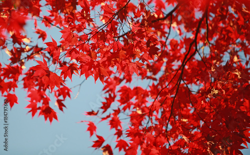 japan autumn leaf change color