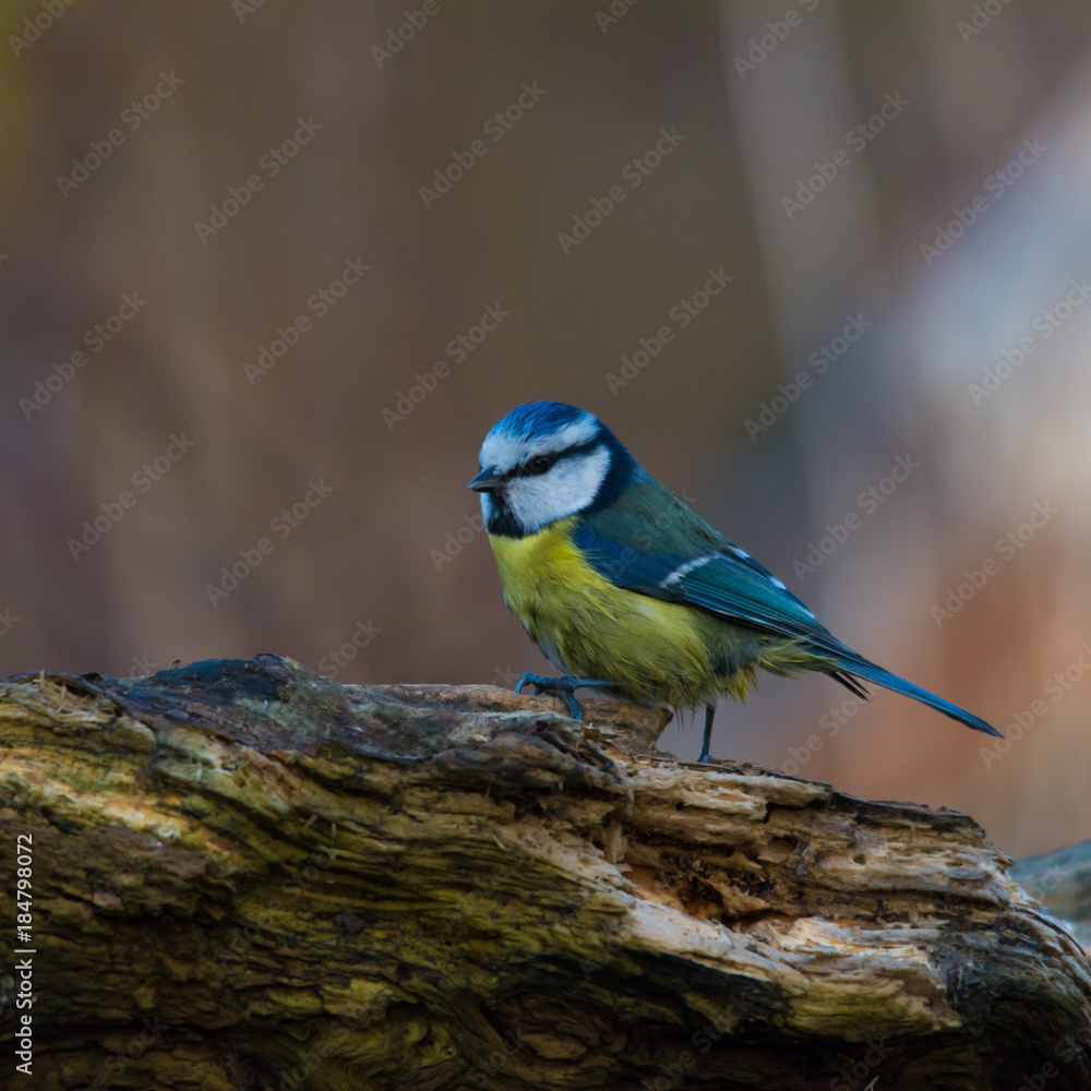 Wildlife photo, eurasian blue tit standing on fallen old wood, Slovakia forest, Europe Wildlife photo, eurasian blue tit standing on fallen old wood, Slovakia forest, Europe
