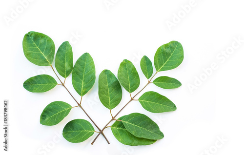 Moringa leaves on a white background. photo