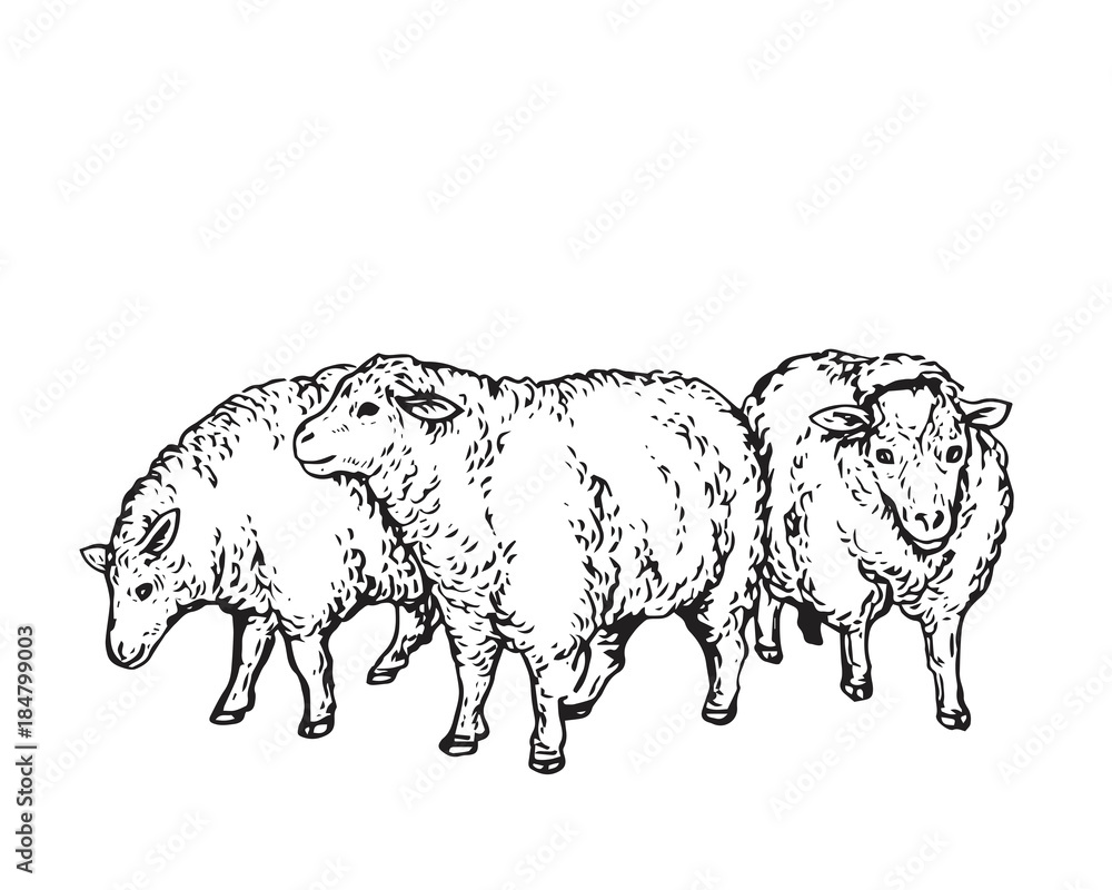 Herd Of Sheep Drawing