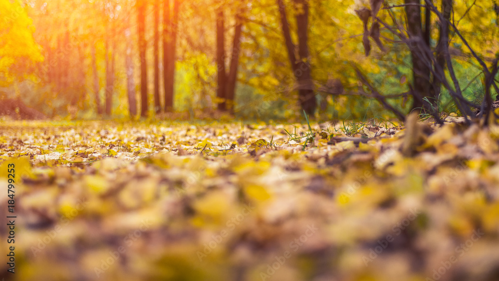 Beautiful autumn background. The leaves are yellow old on earth in autumn day. Trees in the park.