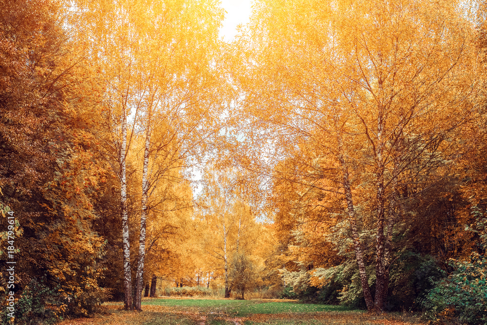 Fototapeta premium Autumn forest. Beautiful background, park in bright leaves. Road in the forest on a sunny afternoon. Green and orange nature background after the rain. The road is strewn with leaves of green grass.