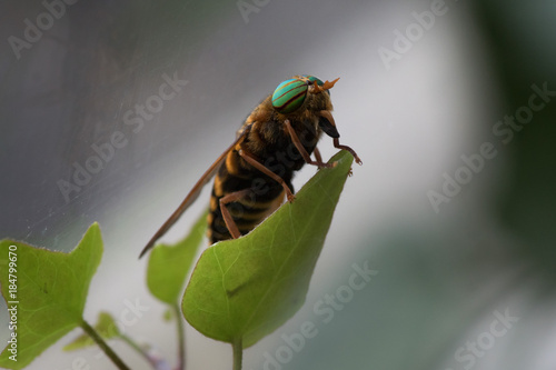 Photography Striped gadfly sitting on a green leaf