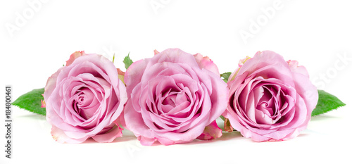 Roses in a row isolated on white background. Panoramic image