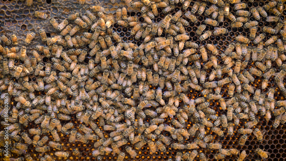 The beekeeper looks after bees, honeycombs, a lot of honey, in a protective beekeeper's beast. Concept: bee hive, pure natural product, useful product, yellow golden honey, swarm of bees, hardworking The beekeeper looks after bees, honeycombs, a lot of honey, in a protective beekeeper's beast. Concept: bee hive, pure natural product, useful product, yellow golden honey, swarm of bees, hardworking