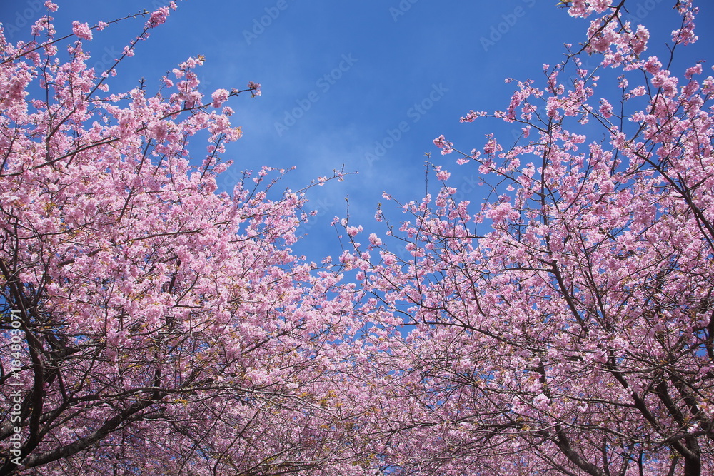 桜の森