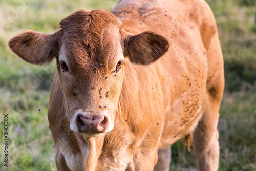 Parthenaise cow from The Charente, France