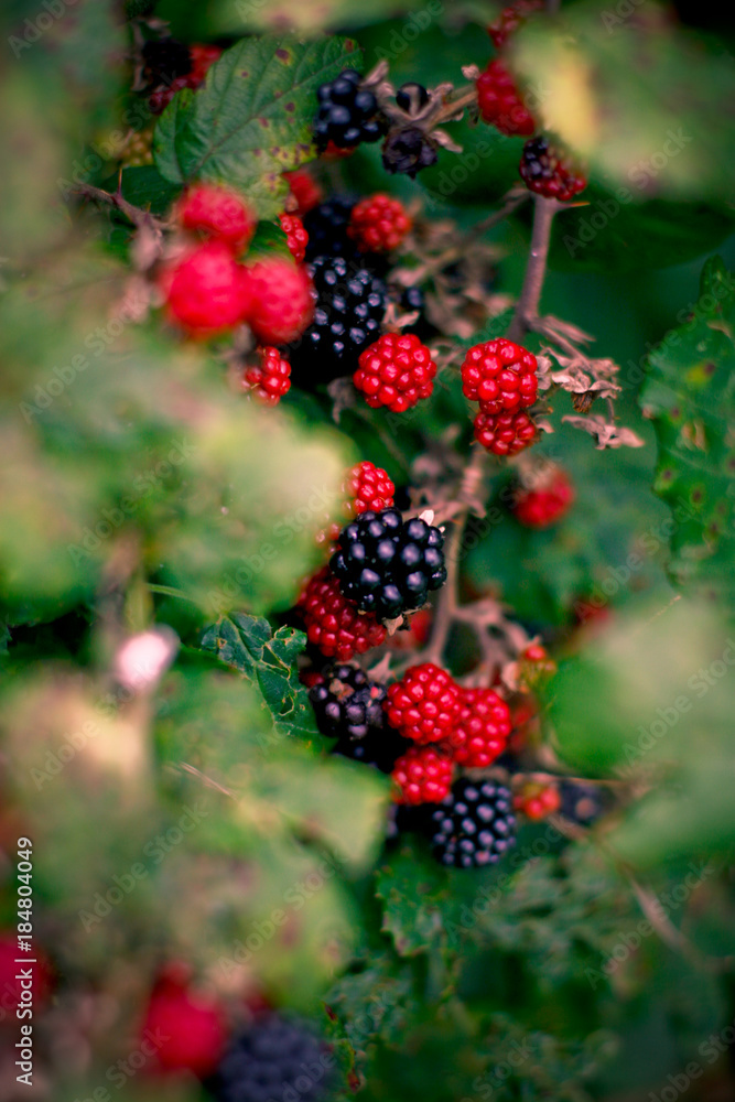 Blackberries in the Dutch dunes Blackberries in the Dutch dunes