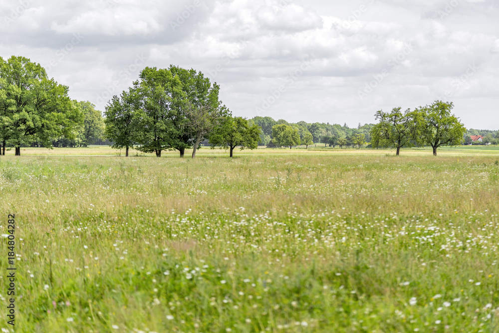 Fototapeta premium rural scenery in Hohenlohe