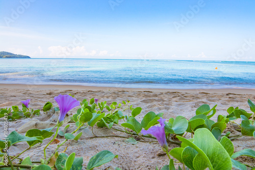 Beach morning glory on the beach and sea background