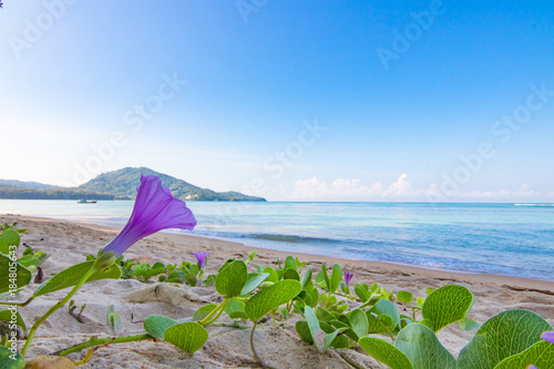 Beach morning glory on the beach and sea background