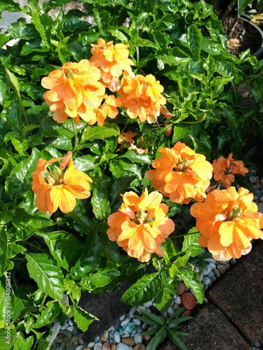 Crossandra flowers with sunlight 