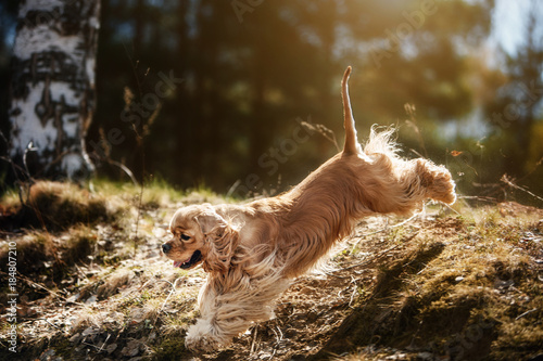 running American Cocker Spaniel in park