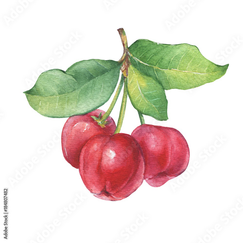 Obraz na plátne Branch of Acerola (Barbados cherry,  thai cherry, Malpighia glabra) with berries
