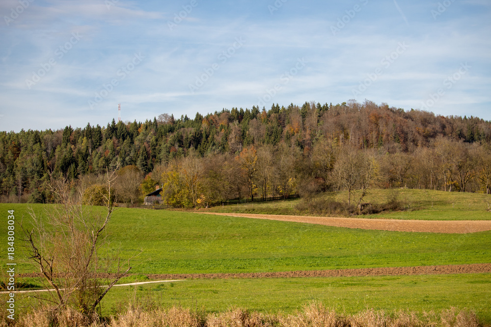 Fototapeta premium tree landscape nature