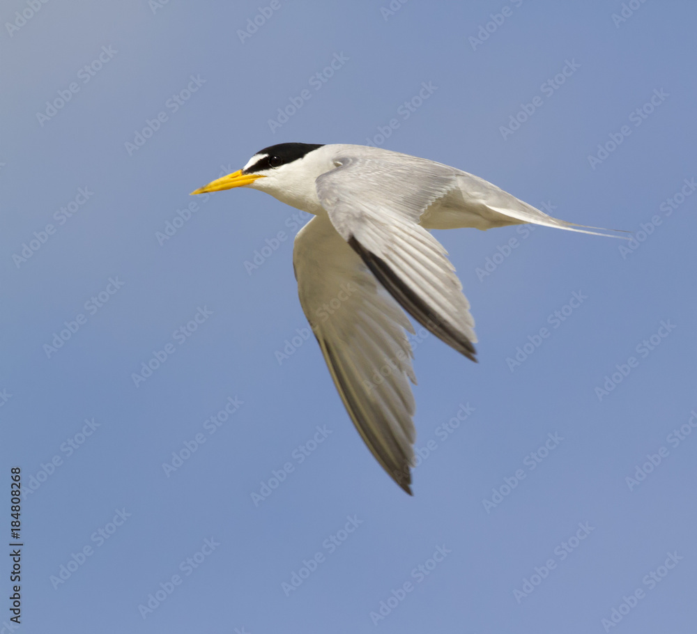 Least tern (Sternula antillarum) flying, Galveston, Texas, USA Least tern (Sternula antillarum) flying, Galveston, Texas, USA