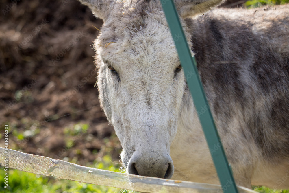 Fototapeta premium girl play with donkey