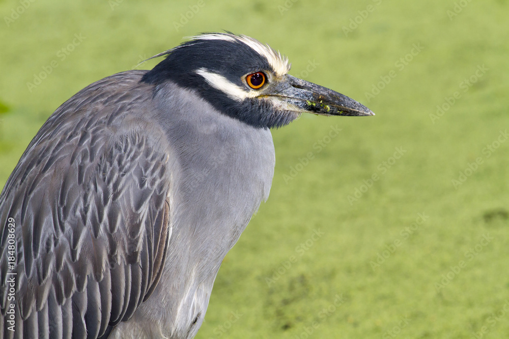 Portrait of the yellow-crowned night heron (Nyctanassa violacea), Brazos Bend state park, Needville, Texas, USA. Portrait of the yellow-crowned night heron (Nyctanassa violacea), Brazos Bend state park, Needville, Texas, USA.