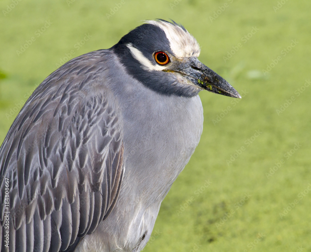 Fototapeta premium Portrait of the yellow-crowned night heron (Nyctanassa violacea), Brazos Bend state park, Needville, Texas, USA.