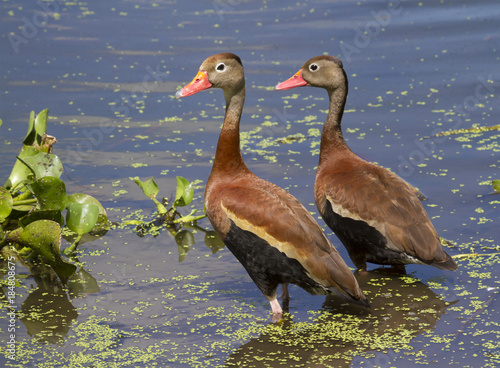 A pair of Black-bellied whistling ducks (Dendrocygna autumnalis) in a forest swamp, Brazos Bend State Park, Needville, Texas, USA. photo