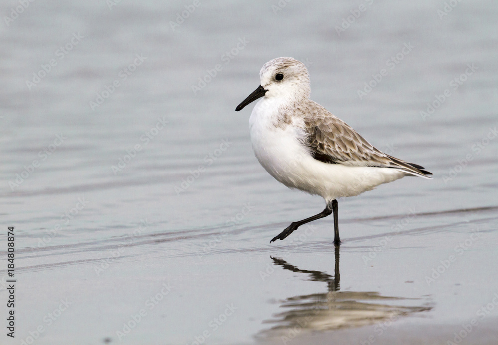 Sanderling (Calidris alba) in winter plumage on the ocean coast at sunset. Galveston, Texas, USA. Sanderling (Calidris alba) in winter plumage on the ocean coast at sunset. Galveston, Texas, USA.