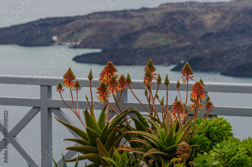 pflanzen auf balkon am meer
