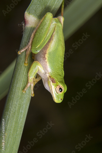 American green tree frog (Hyla cinerea) portrait. High Island, Texas, USA