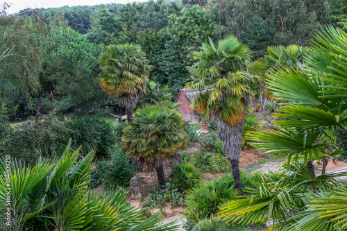 Sugar palm in dense forest