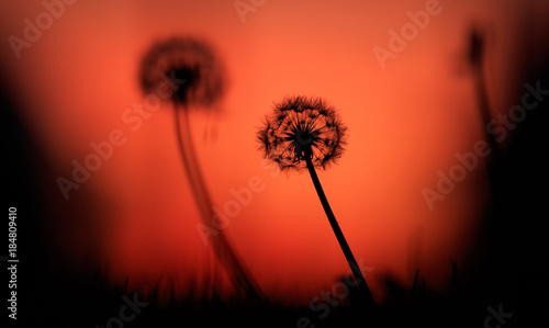 Dandelions silhouettes at sunset