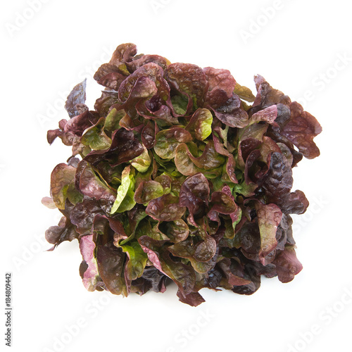 Red curly salad isolated on white