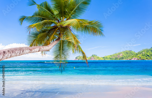 cocotier penché sur plage d'anse Boileau, Mahé, Seychelles 