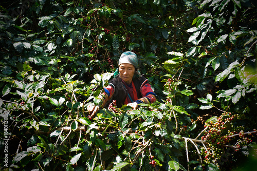 Akha Coffee Harvest