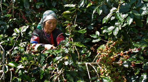 Slika na platnu Akha Coffee Harvest