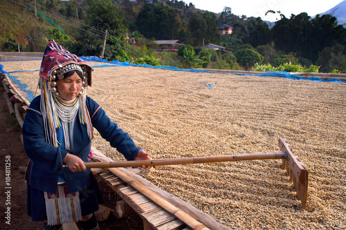 Akha Woman Coffee Worker