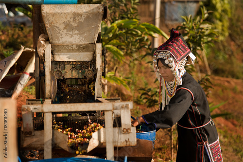 Akha Coffee Worker
