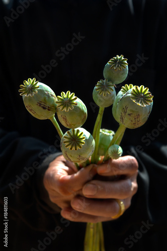 Opium Poppies