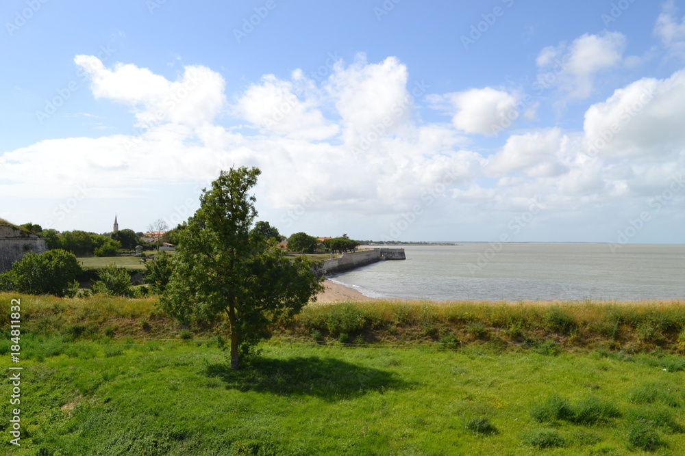 lonely Tree alone near beach background blue sky for article loneliness holiday summer copy space lonely Tree alone near beach background blue sky for article loneliness holiday summer copy space