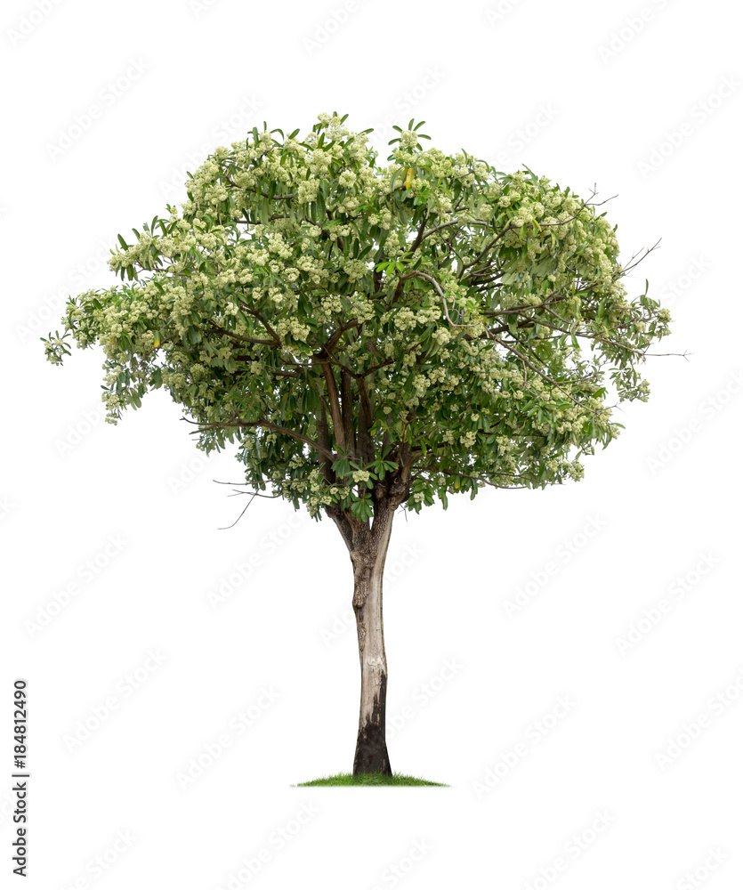 Tree isolated on white background high resolution for graphic decoration, suitable for both web and print media Tree isolated on white background high resolution for graphic decoration, suitable for both web and print media