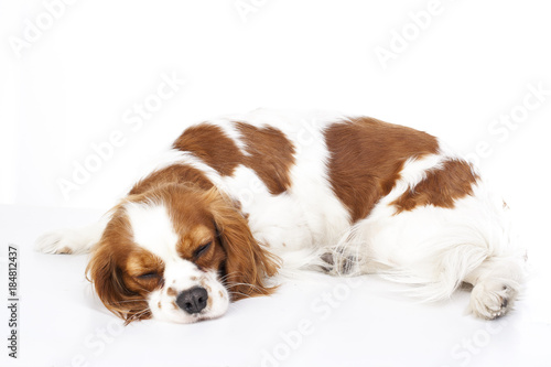 Sleeping dog. Dog sleeping in studio. White background. cavalier king charles spaniel sleep. Cute dog.