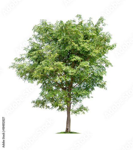 Tree isolated on white background high resolution for graphic decoration, suitable for both web and print media