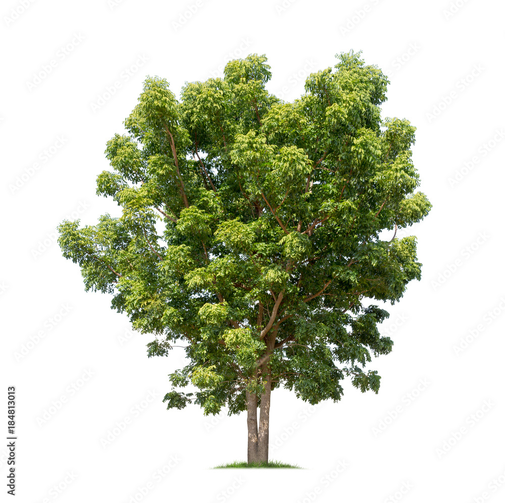 Fototapeta premium Tree isolated on white background high resolution for graphic decoration, suitable for both web and print media