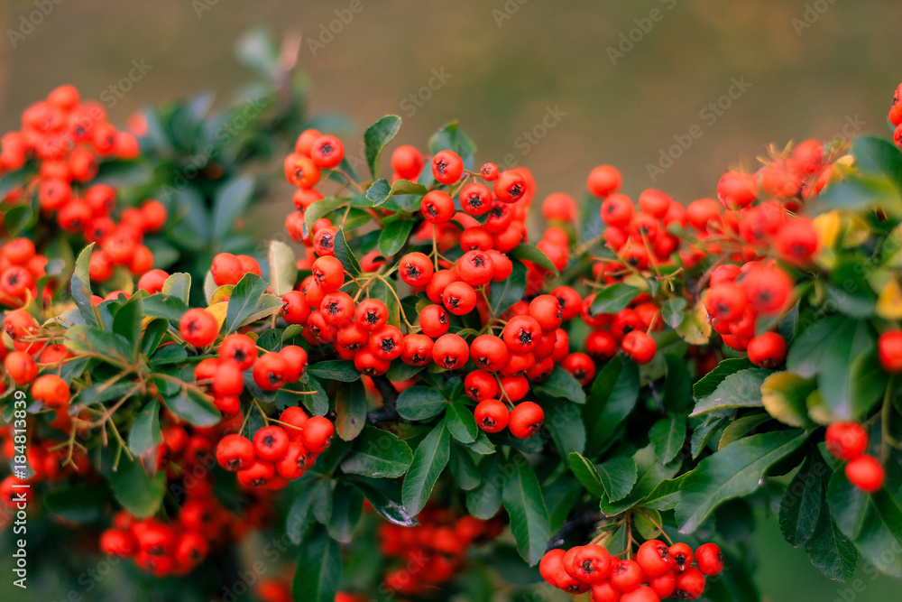 green bushes of mountain ash with bright orange berries in the park