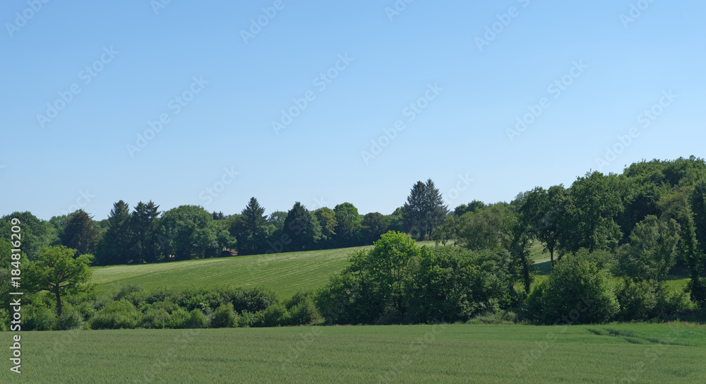 Colline et culture du blé   dans la campagne du Morbihan