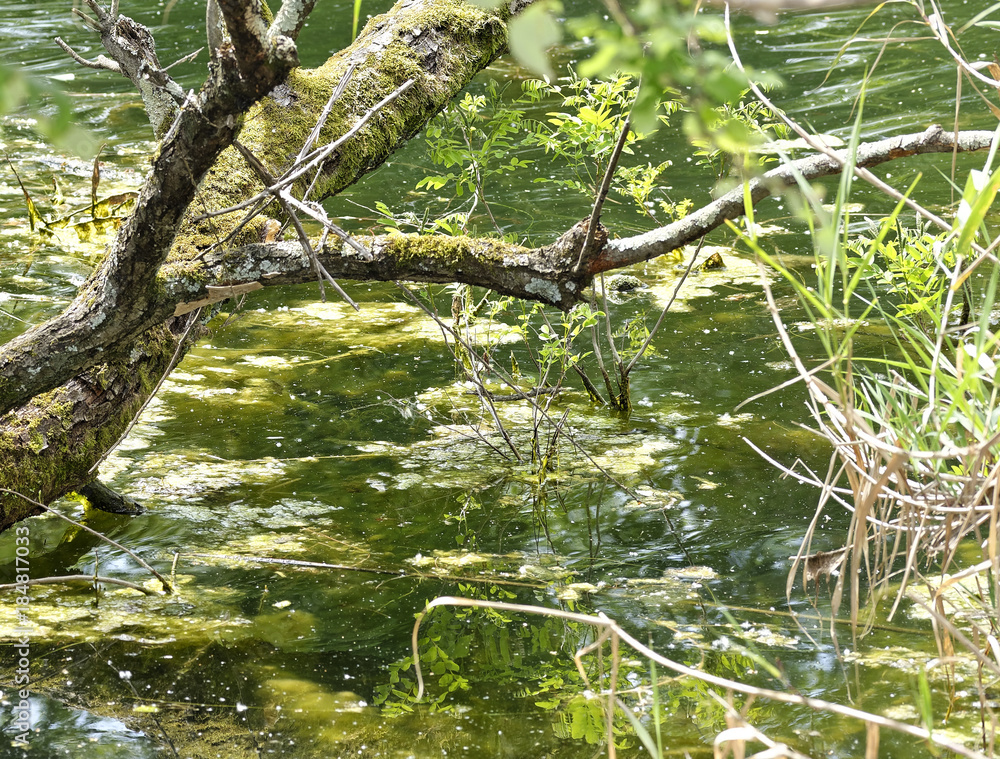 detail of wetland