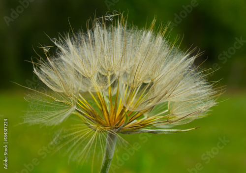 Gentle parachutes salsify photo