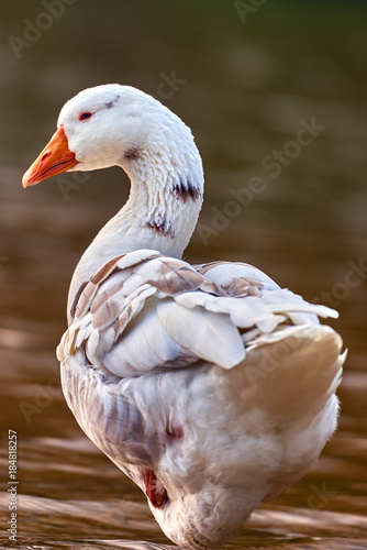 Goose stand next to a pond or lake with bokeh background